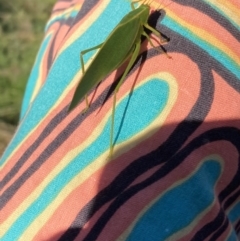 Caedicia simplex (Common Garden Katydid) at Emu Creek Belconnen (ECB) - 28 Jan 2024 by JohnGiacon