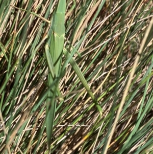 Acrida conica at Namadgi National Park - 28 Jan 2024