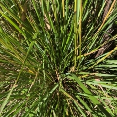 Deyeuxia (genus) (A Bent Grass) at Namadgi National Park - 28 Jan 2024 by JohnGiacon