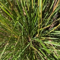 Deyeuxia sp. (A Bent Grass) at Namadgi National Park - 28 Jan 2024 by JohnGiacon