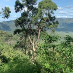 Phascolarctos cinereus (Koala) at Gibraltar Range National Park - 4 Jan 2024 by Doris