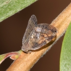 Scolypopa australis (Passionvine hopper, Fluffy bum) at Hawker, ACT - 28 Jan 2024 by AlisonMilton