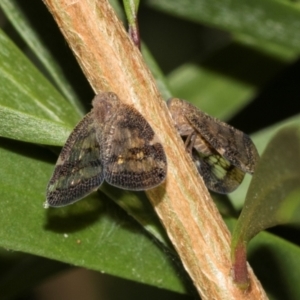 Scolypopa australis at Hawker, ACT - 28 Jan 2024 09:16 AM