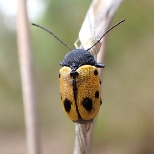 Cadmus (Cadmus) litigiosus at Aranda Bushland - 20 Jan 2024