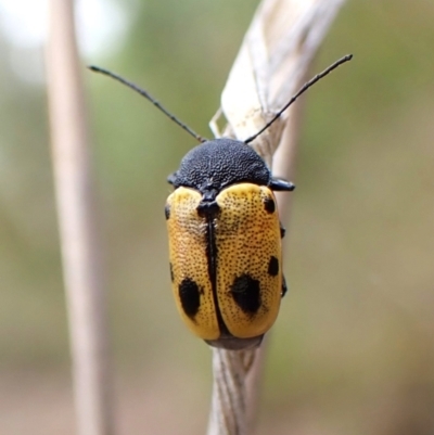 Cadmus (Cadmus) litigiosus (Leaf beetle) at Aranda Bushland - 20 Jan 2024 by CathB