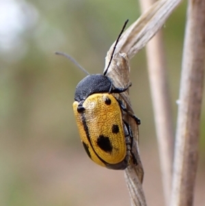 Cadmus (Cadmus) litigiosus at Aranda Bushland - 20 Jan 2024