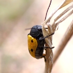 Cadmus (Cadmus) litigiosus at Aranda Bushland - 20 Jan 2024