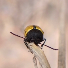 Cadmus (Cadmus) litigiosus at Aranda Bushland - 20 Jan 2024