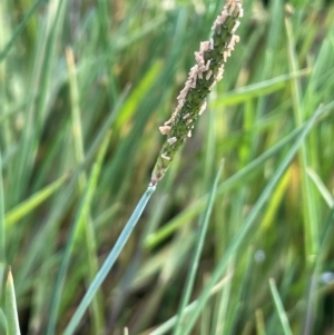 Alopecurus geniculatus at Jerangle, NSW - 28 Jan 2024