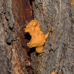 Unverified Fungus at Hawker, ACT - 28 Jan 2024 by AlisonMilton