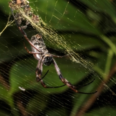 Trichonephila edulis (Golden orb weaver) at Hawker, ACT - 28 Jan 2024 by AlisonMilton