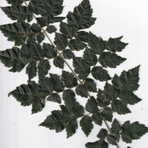 Koelreuteria paniculata at Watson, ACT - 29 Jan 2024
