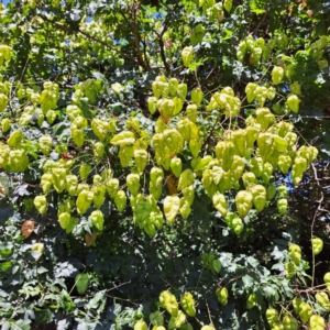 Koelreuteria paniculata at Watson, ACT - 29 Jan 2024