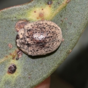 Trachymela sp. (genus) at Scullin, ACT - 23 Jan 2024