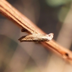 Epermenia exilis (Shark Moth (family Epermeniidae)) at Aranda Bushland - 12 Jan 2024 by CathB