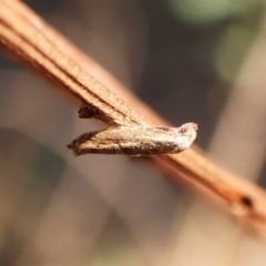 Epermenia exilis (Shark Moth (family Epermeniidae)) at Aranda Bushland - 13 Jan 2024 by CathB