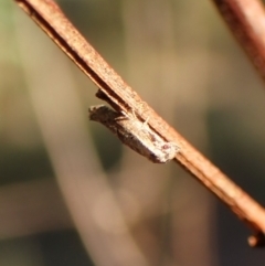 Epermenia exilis at Aranda Bushland - 13 Jan 2024 07:20 AM