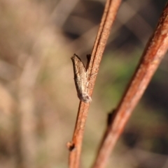 Epermenia exilis at Aranda Bushland - 13 Jan 2024 07:20 AM