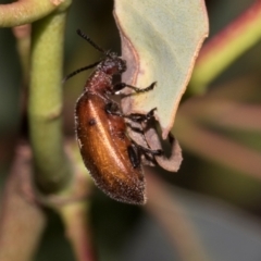 Ecnolagria grandis (Honeybrown beetle) at Hawker, ACT - 23 Jan 2024 by AlisonMilton