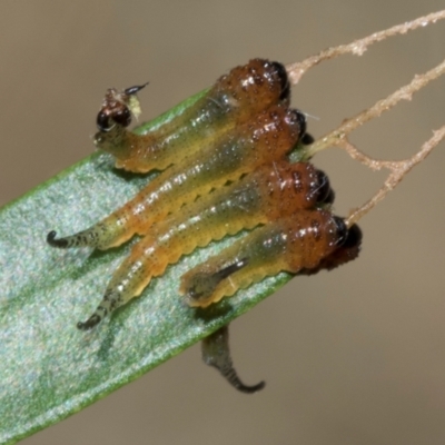 Pterygophorus cinctus (Bottlebrush sawfly) at Hawker, ACT - 28 Jan 2024 by AlisonMilton