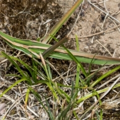 Acrida conica (Giant green slantface) at Scullin, ACT - 27 Jan 2024 by AlisonMilton