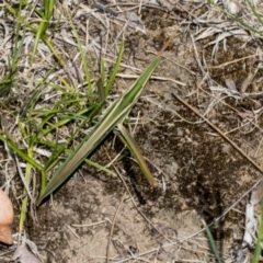 Acrida conica at Scullin, ACT - 27 Jan 2024 11:17 AM