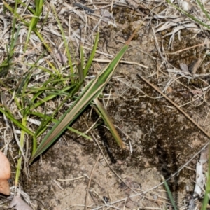 Acrida conica at Scullin, ACT - 27 Jan 2024