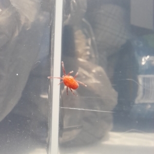 Trombidiidae (family) at Kosciuszko National Park - 27 Jan 2024