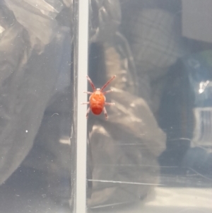 Trombidiidae (family) at Kosciuszko National Park - 27 Jan 2024