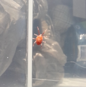 Trombidiidae (family) at Kosciuszko National Park - 27 Jan 2024