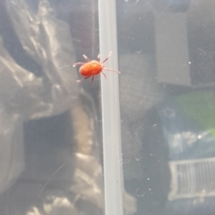 Trombidiidae (family) at Kosciuszko National Park - 27 Jan 2024