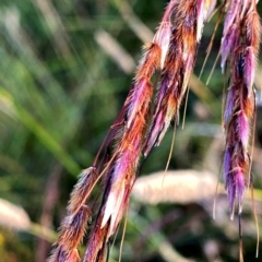 Sorghum leiocladum (Wild Sorghum) at QPRC LGA - 28 Jan 2024 by Wandiyali