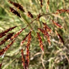 Sorghum leiocladum (Wild Sorghum) at Googong, NSW - 28 Jan 2024 by Wandiyali