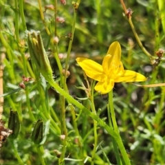 Hypoxis hygrometrica (Golden Weather-grass) at Whitlam, ACT - 26 Jan 2024 by sangio7