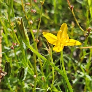 Hypoxis hygrometrica at The Pinnacle - 27 Jan 2024