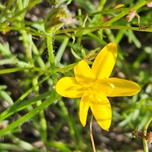 Hypoxis hygrometrica at The Pinnacle - 27 Jan 2024