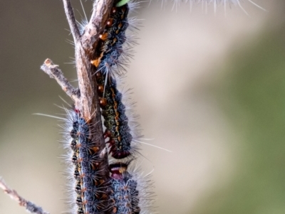 Epicoma (genus) at Penrose - 28 Jan 2024 by Aussiegall