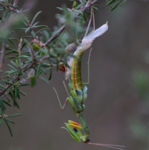 Orthodera ministralis at Wingecarribee Local Government Area - 28 Jan 2024