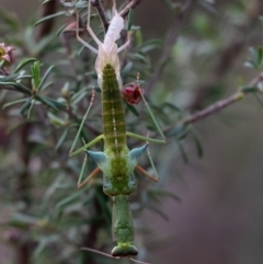 Orthodera ministralis at Wingecarribee Local Government Area - 28 Jan 2024