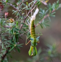 Orthodera ministralis at Wingecarribee Local Government Area - 28 Jan 2024