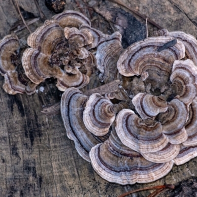 Trametes versicolor at Penrose, NSW - 28 Jan 2024 by Aussiegall