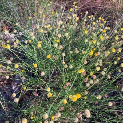 Calotis lappulacea (Yellow Burr Daisy) at Watson, ACT - 28 Jan 2024 by waltraud