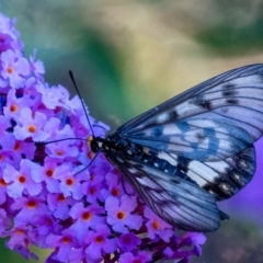 Acraea andromacha (Glasswing) at Wingecarribee Local Government Area - 29 Jan 2024 by Aussiegall