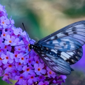 Acraea andromacha at Penrose - 29 Jan 2024