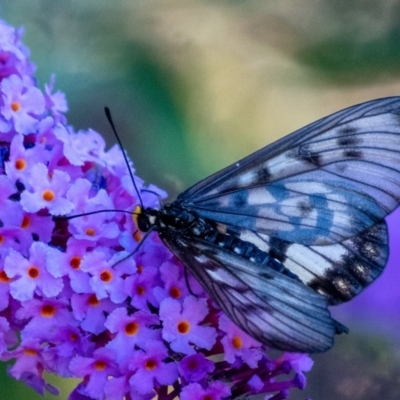 Acraea andromacha (Glasswing) at Penrose, NSW - 29 Jan 2024 by Aussiegall