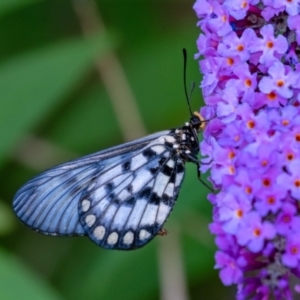 Acraea andromacha at Penrose - 29 Jan 2024