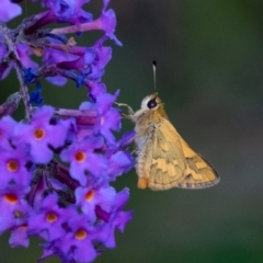 Ocybadistes walkeri (Green Grass-dart) at Penrose - 29 Jan 2024 by Aussiegall