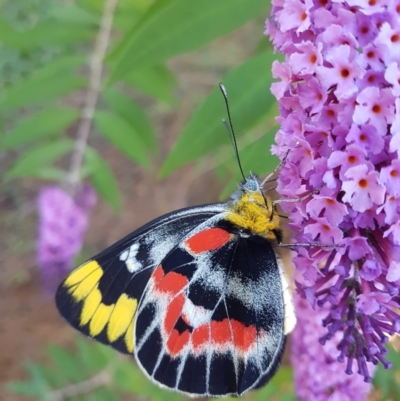 Delias harpalyce (Imperial Jezebel) at Wingecarribee Local Government Area - 29 Jan 2024 by Aussiegall