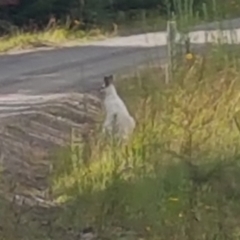 Notamacropus rufogriseus (Red-necked Wallaby) at Penrose, NSW - 23 Jan 2024 by Aussiegall