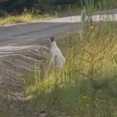 Notamacropus rufogriseus (Red-necked Wallaby) at Wingecarribee Local Government Area - 23 Jan 2024 by Aussiegall